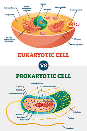 Eucariote e procariote