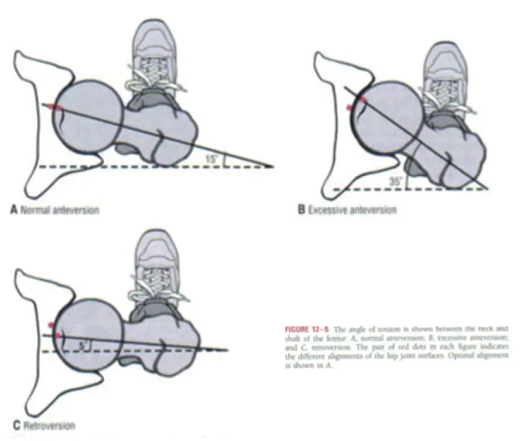 Articolazioni dell’arto inferiore