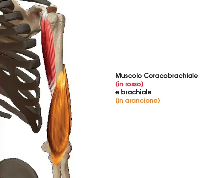 Muscoli Coracobrachiale e Brachiale