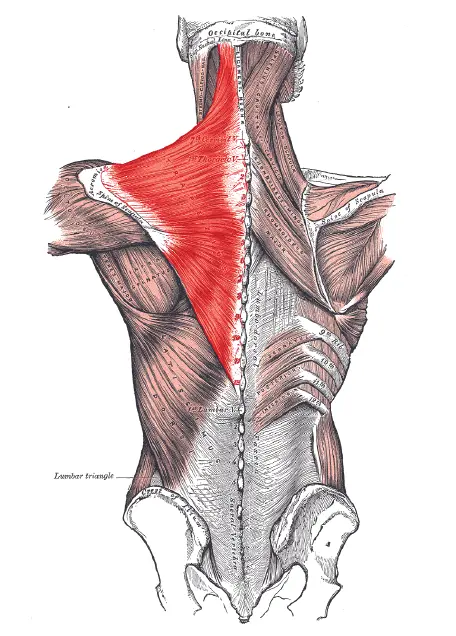 Il trapezio