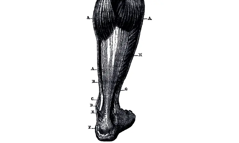 Il piede