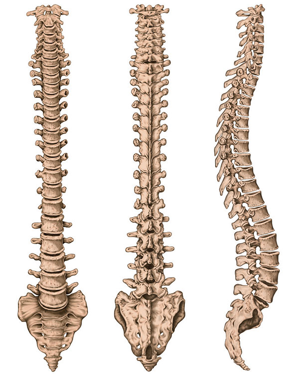 Colonna vertebrale in visione frontale