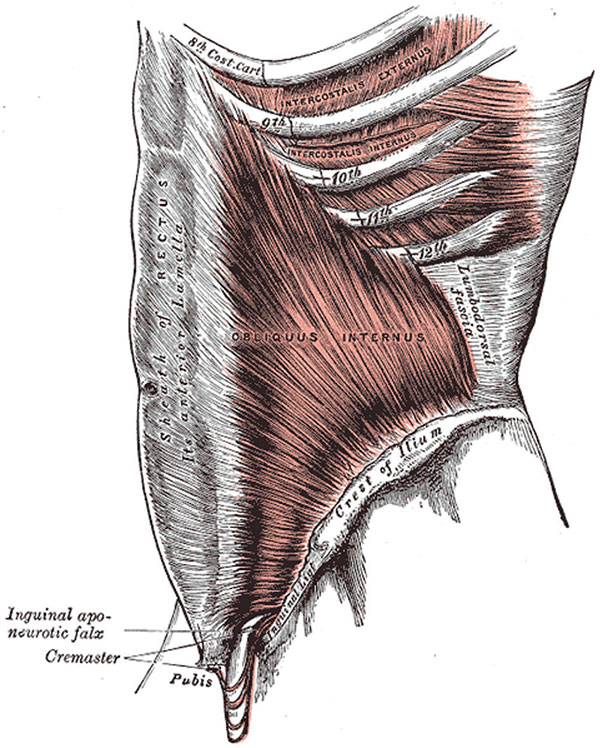 Rappresentazione anatomica del muscolo obliquo interno