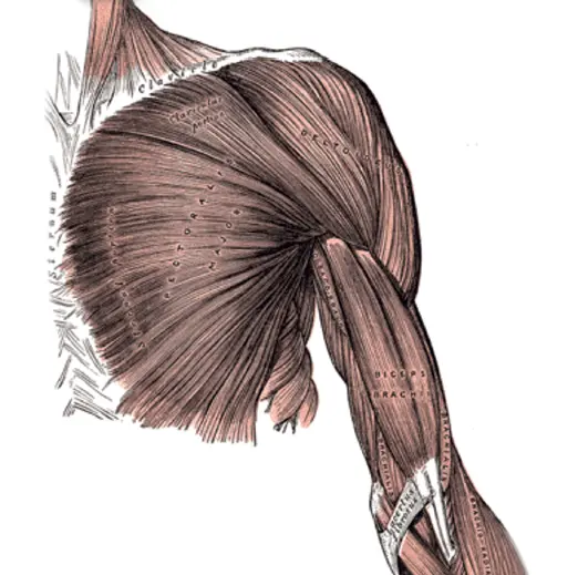 Anatomia del Gran Pettorale