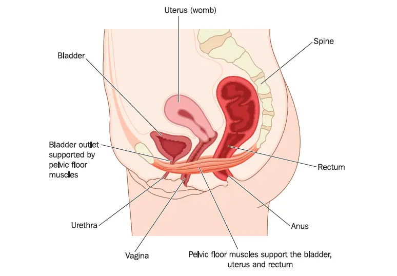 Pavimento pelvico
