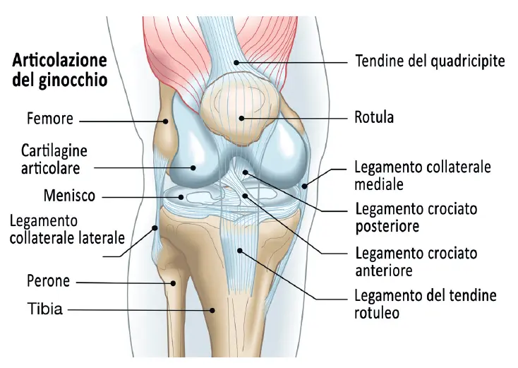 Articolazione del ginocchio