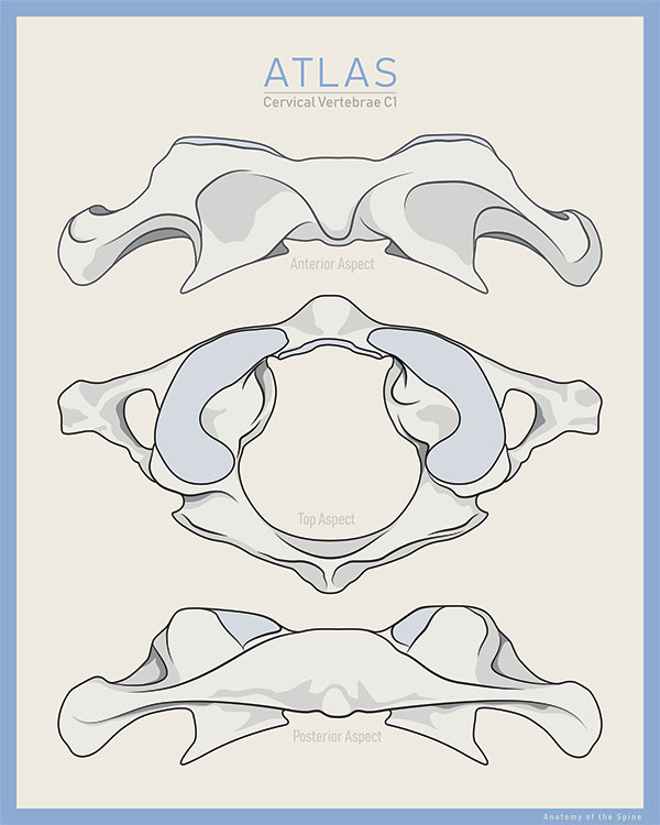 Struttura vertebra atlante