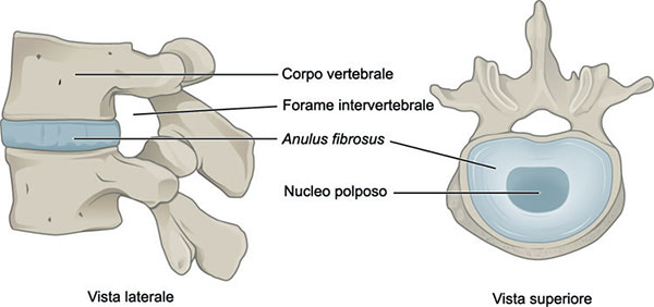 Anatomia del Gray