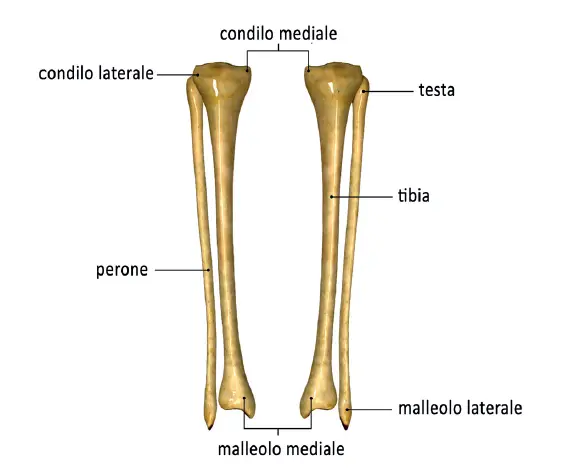 Tibia e fibula