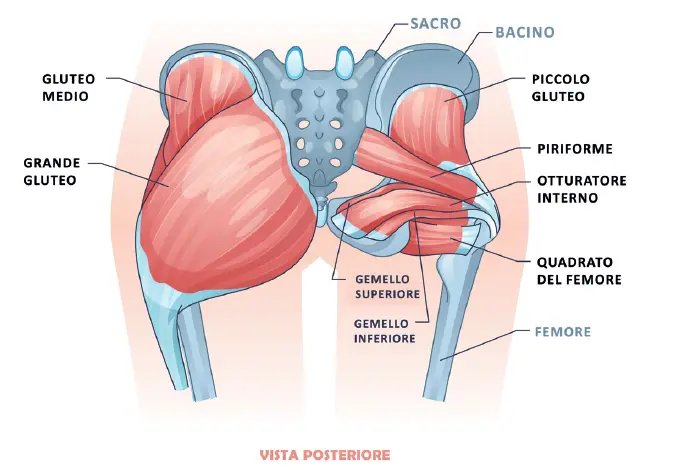 Glutei