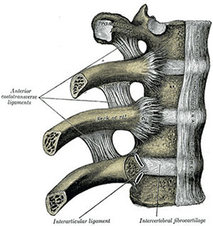 Anatomia del Gray: articolazioni costo-vertebrali