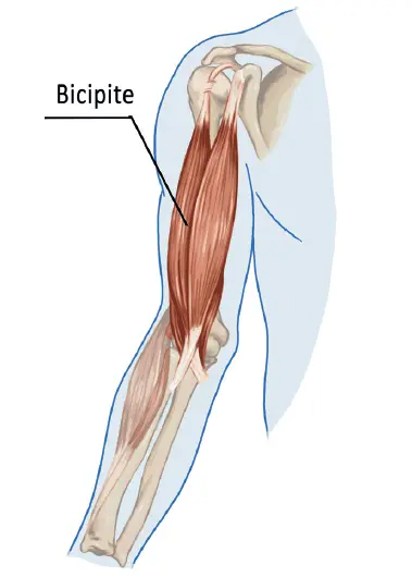 Il bicipite brachiale