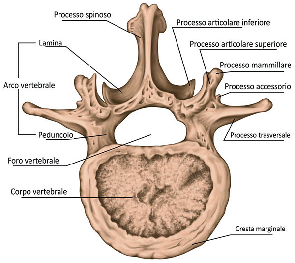 Sezione trasversa di una vertebra