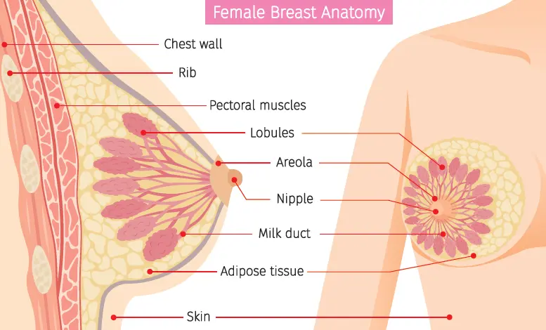 Seno femminile