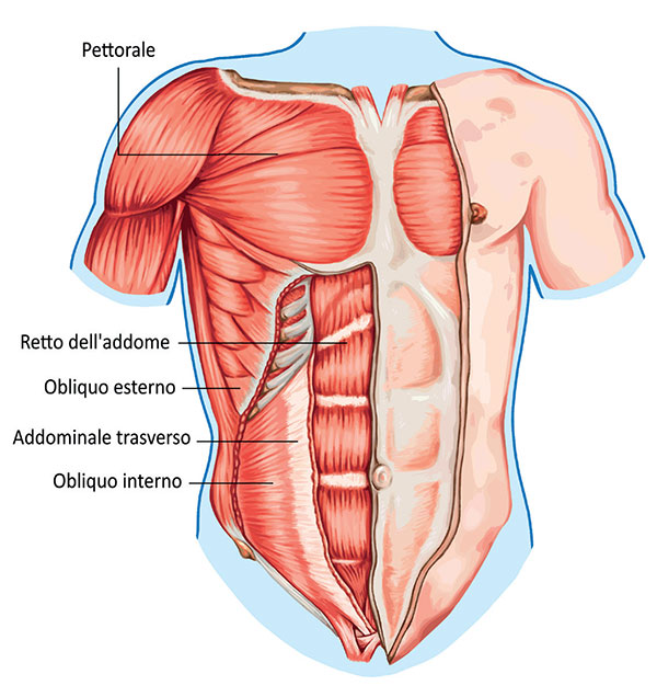 Illustrazione dei principali muscoli addominali e toracici, evidenziando pettorale, retto dell'addome, obliqui e trasverso.
