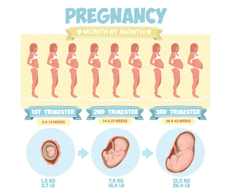 Gravidanza mese per mese