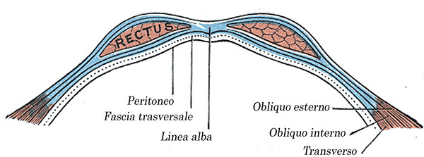 Sezione trasversa dei muscoli addominali