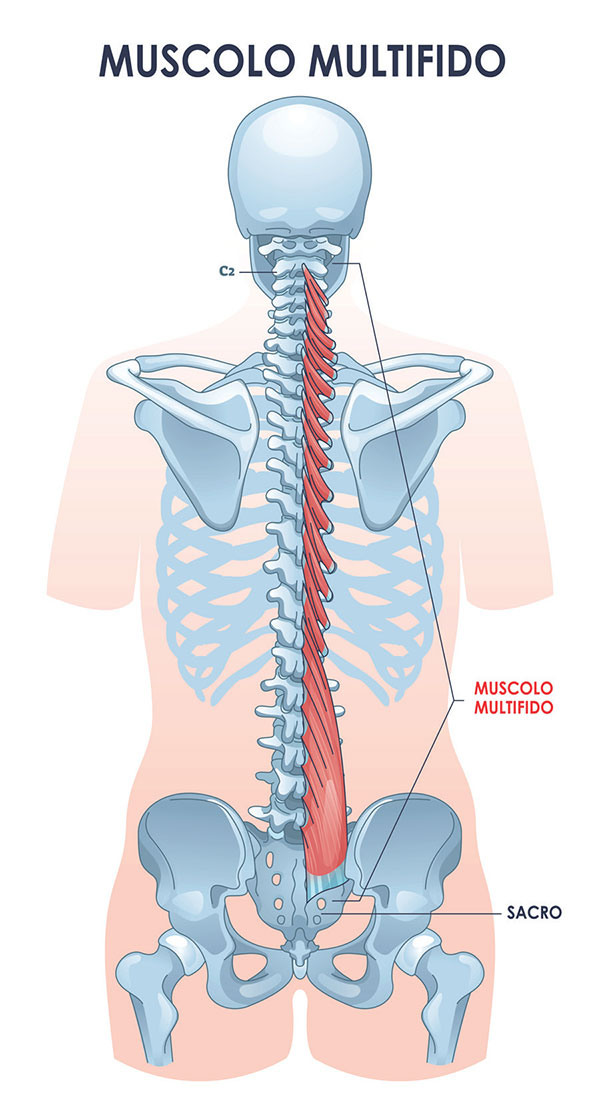 Muscolo multifido