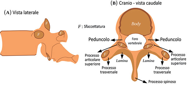Struttura di un corpo vertebrale