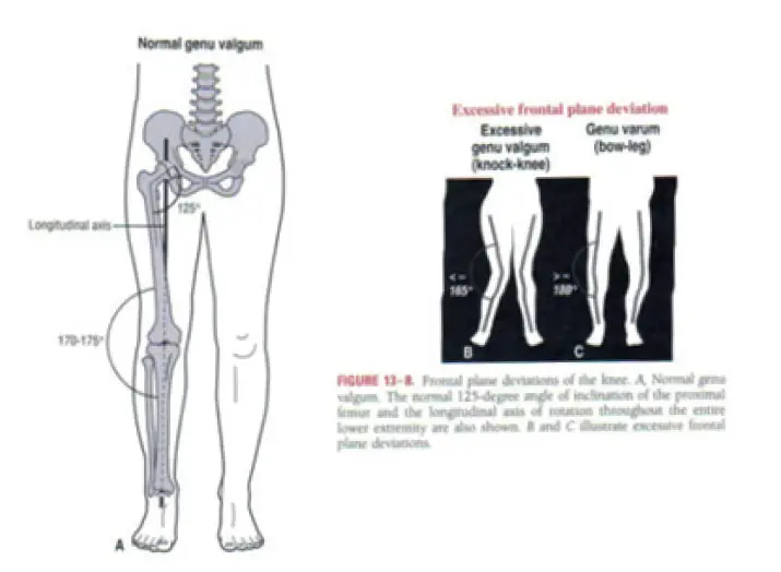 Articolazione del ginocchio