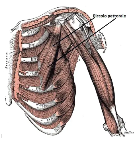 Anatomia del Piccolo Pettorale